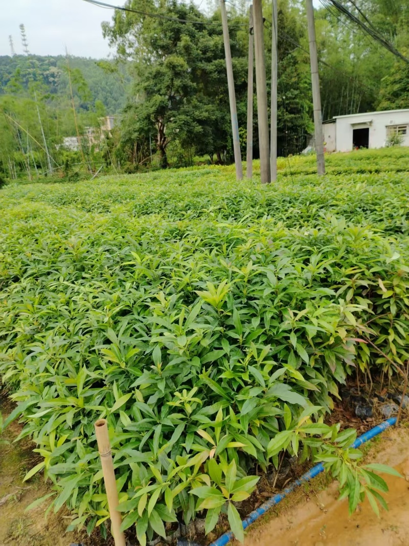 广东苗木荷木苗苗圃直发货源充足价格优惠欢迎致电