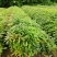 广东苗木荷木苗苗圃直发货源充足价格优惠欢迎致电