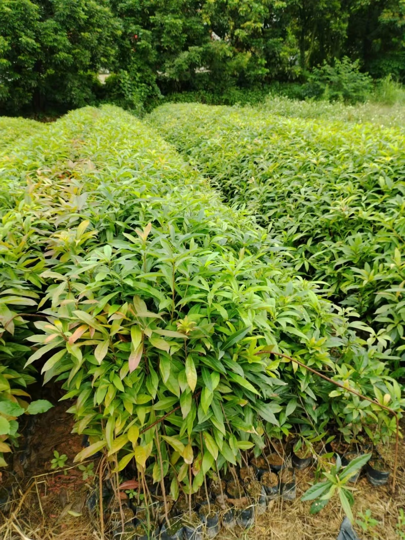 广东苗木荷木苗苗圃直发货源充足价格优惠欢迎致电