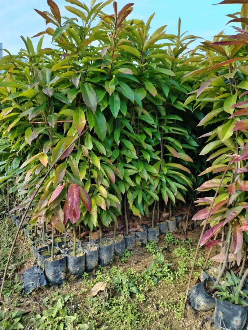 广东苗木荷木苗苗圃直发货源充足价格优惠欢迎致电