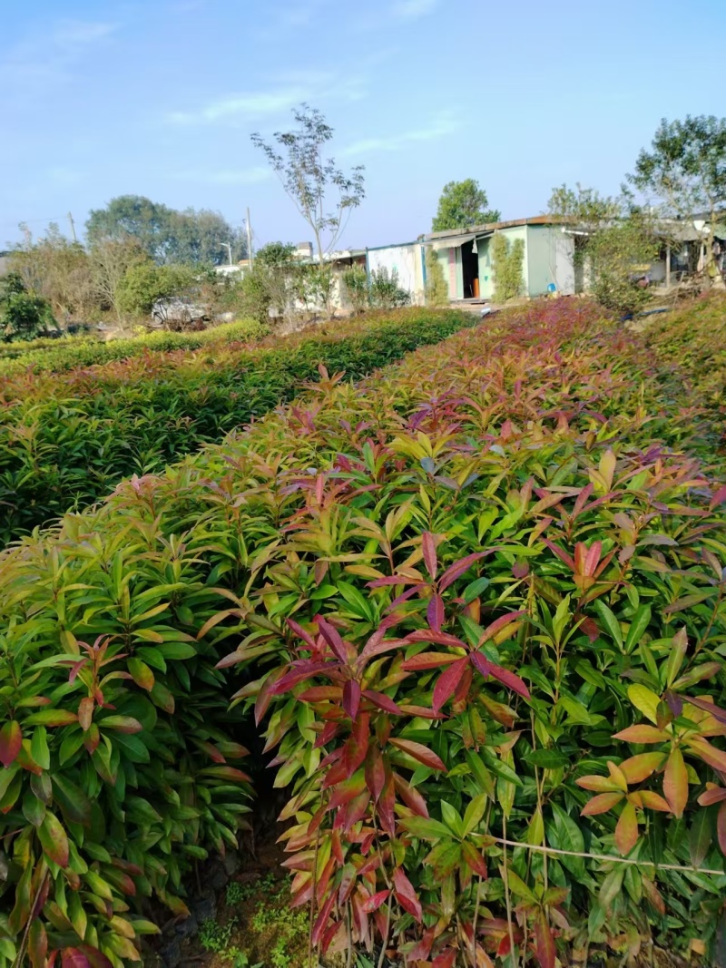 广东苗木荷木苗苗圃直发货源充足价格优惠欢迎致电