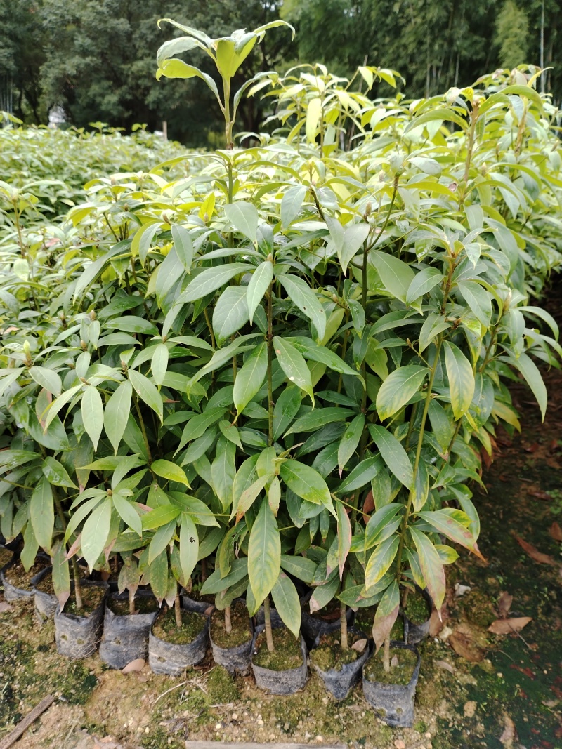 广东苗木红椎苗苗圃直发规格齐全货源充足欢迎致电