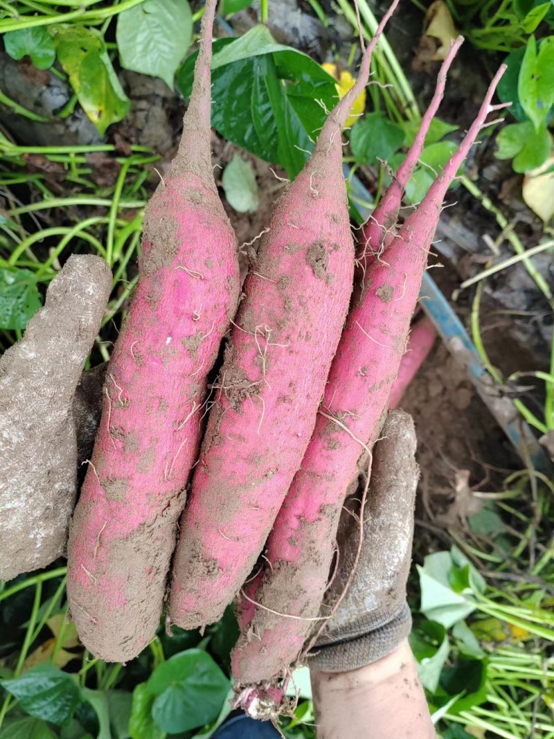 西安板栗红薯无虫眼无伤疤无畸形无斑点品质保证来电