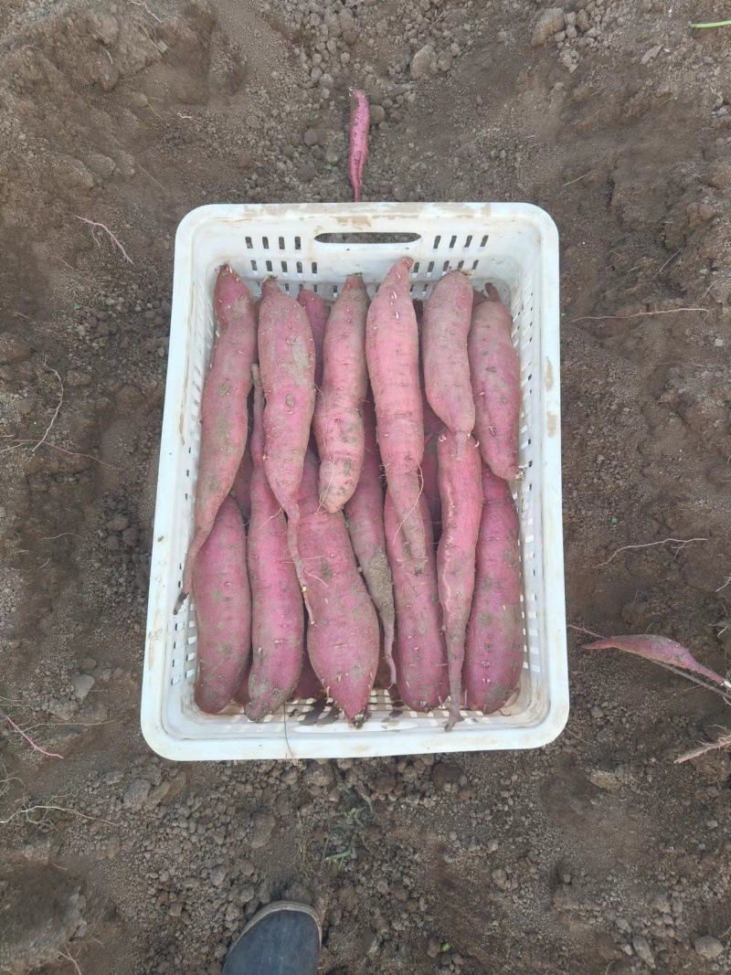 西安板栗红薯无虫眼无伤疤无畸形无斑点品质保证来电