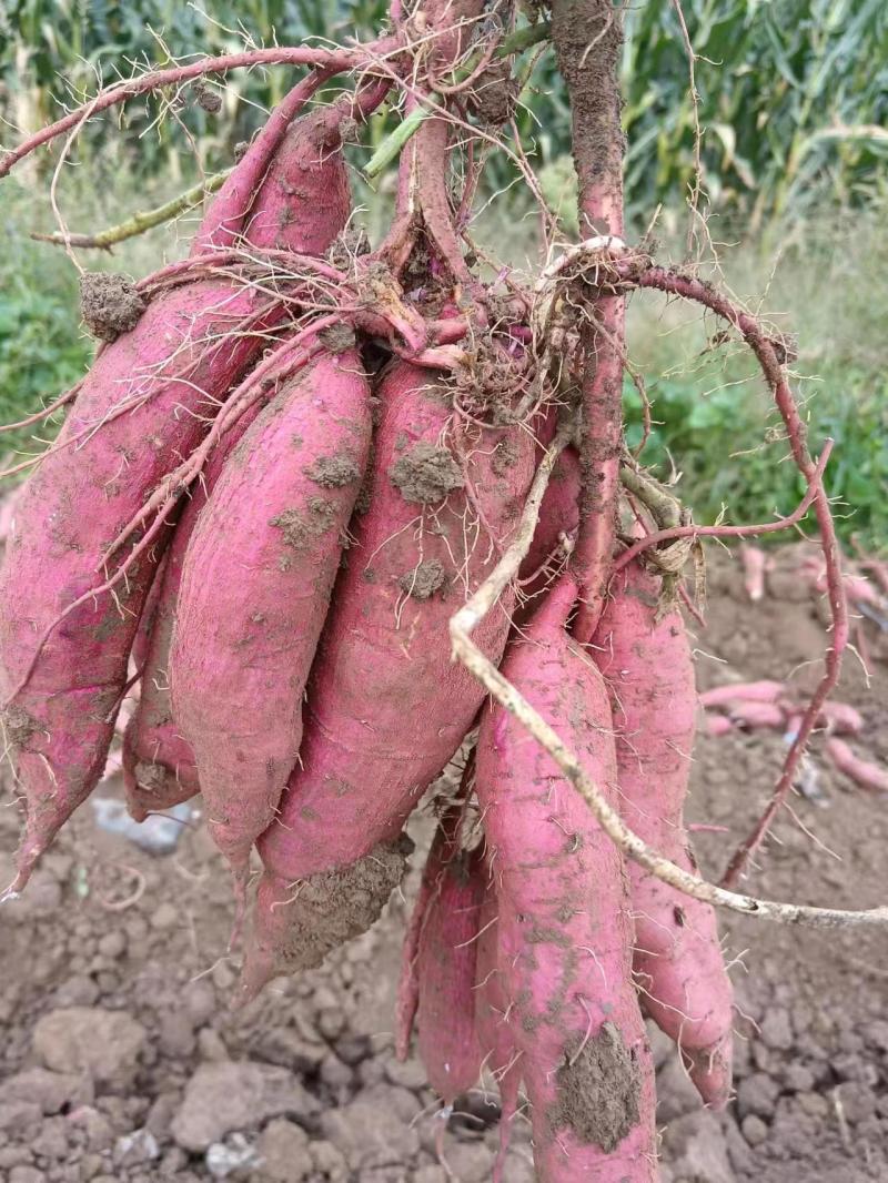西安板栗红薯无虫眼无伤疤无畸形无斑点品质保证来电