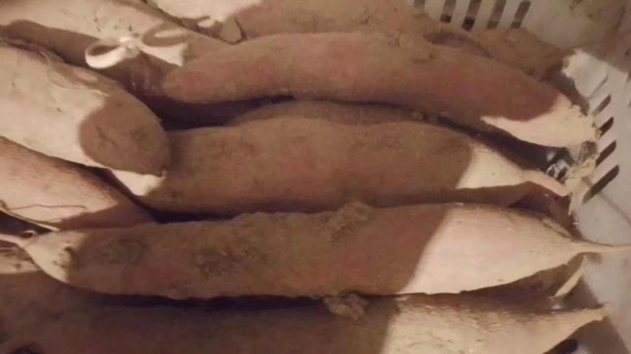 板栗红薯与烟薯品种对比图