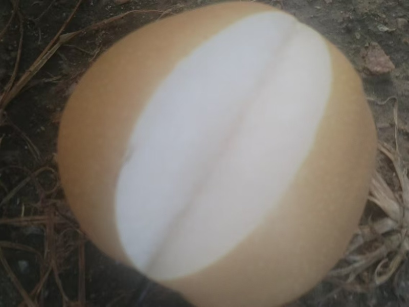 秋月梨山东梨，大量现货供应，规格齐全可视频看货代发全国
