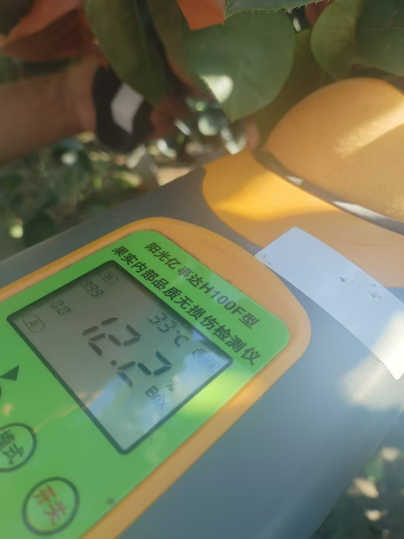 秋月梨山东梨，大量现货供应，规格齐全可视频看货代发全国