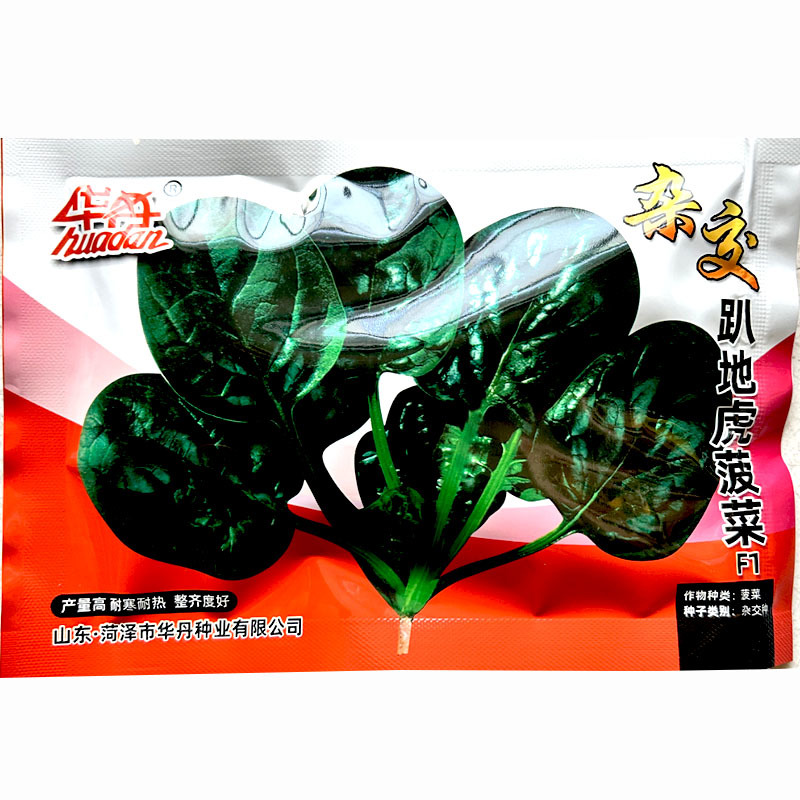 趴地菠菜种子圆叶半塌地黑绿叶厚杂交耐抽苔地大叶菠菜