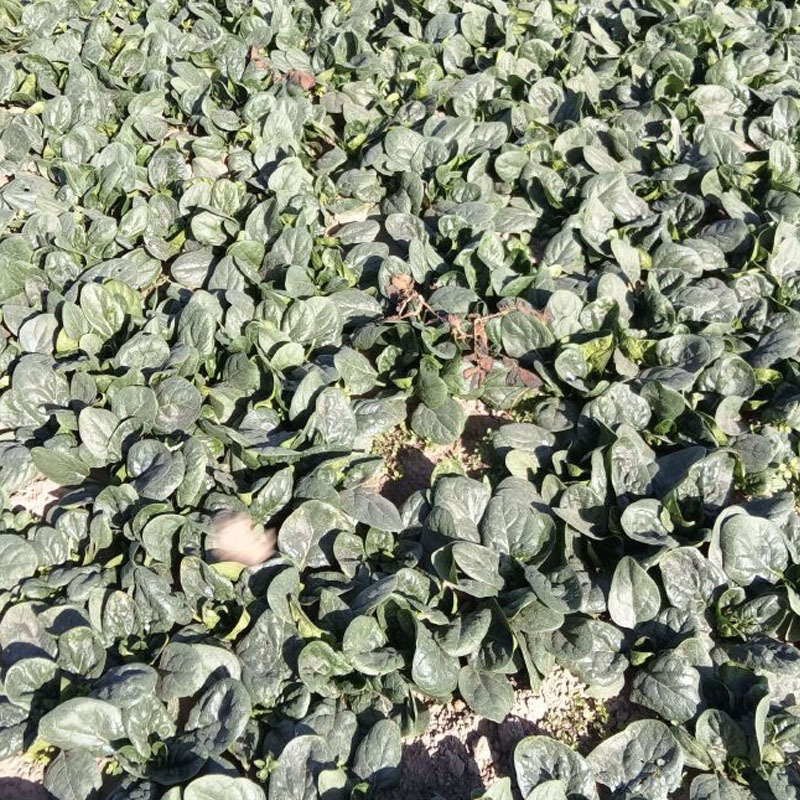 趴地菠菜种子圆叶半塌地黑绿叶厚杂交耐抽苔地大叶菠菜