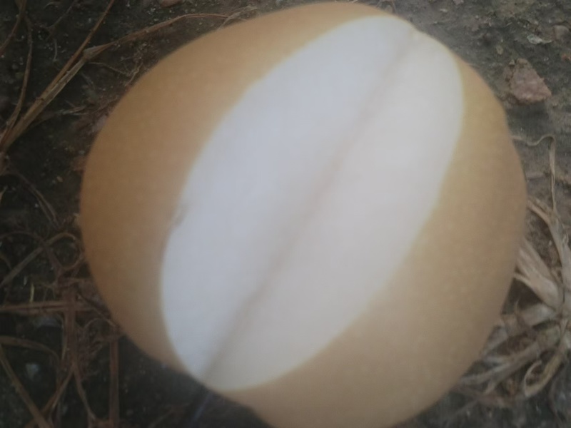 秋月梨山东梨，大量现货供应，规格齐全可视频看货代发全国