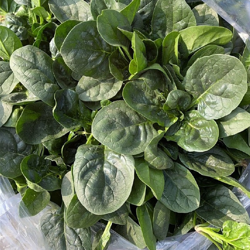 趴地菠菜种子圆叶半塌地黑绿叶厚杂交耐抽苔地大叶菠菜
