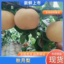 山东平度秋月梨，大量现货供应，一手货源，欢迎来电洽谈