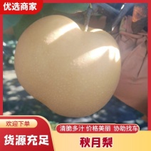 秋月梨山东梨，大量现货供应，规格齐全可视频看货代发全国