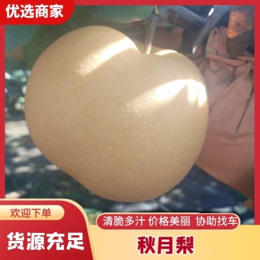 秋月梨山东梨，大量现货供应，规格齐全可视频看货代发全国