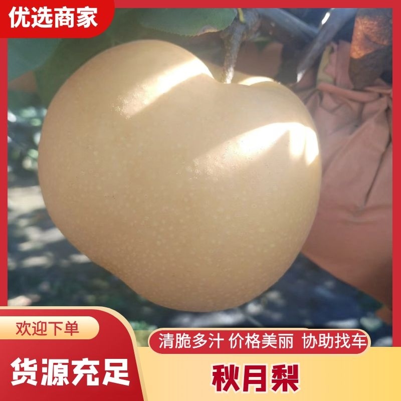 秋月梨山东梨，大量现货供应，规格齐全可视频看货代发全国
