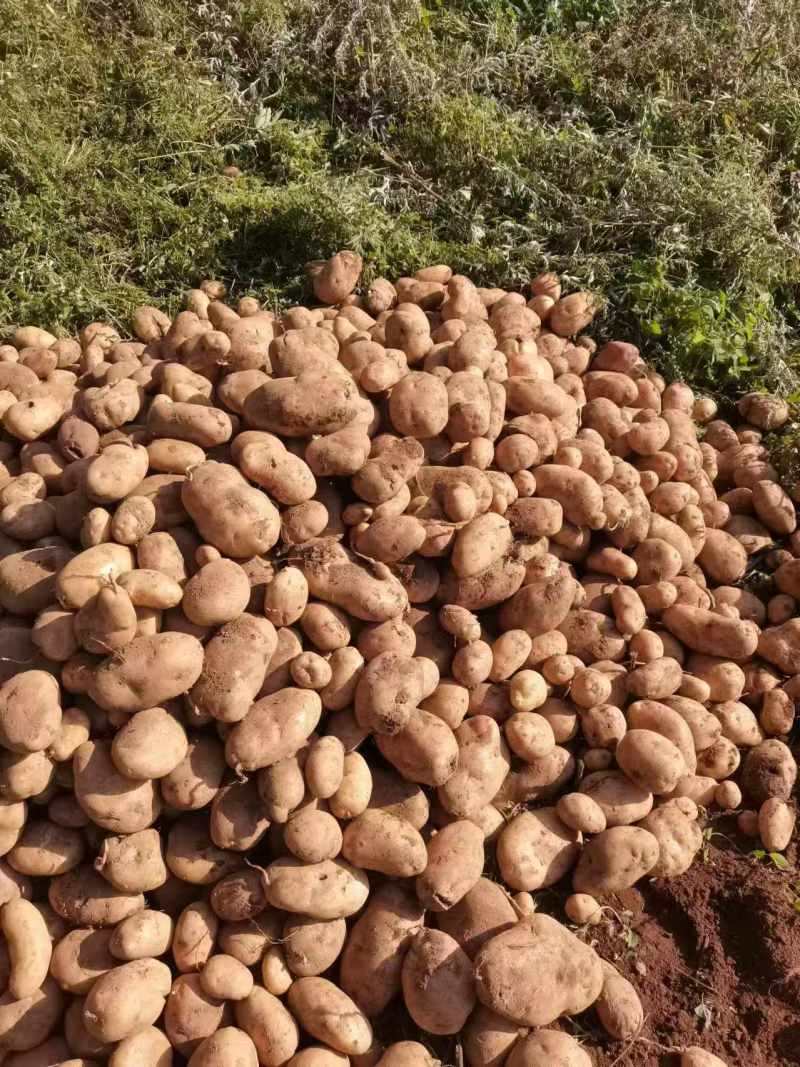 红皮土豆大量上市品质保证产地直发诚信经营欢迎咨询