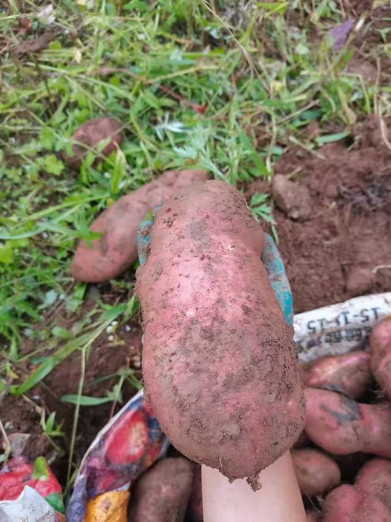 红皮土豆大量上市品质保证产地直发诚信经营欢迎咨询