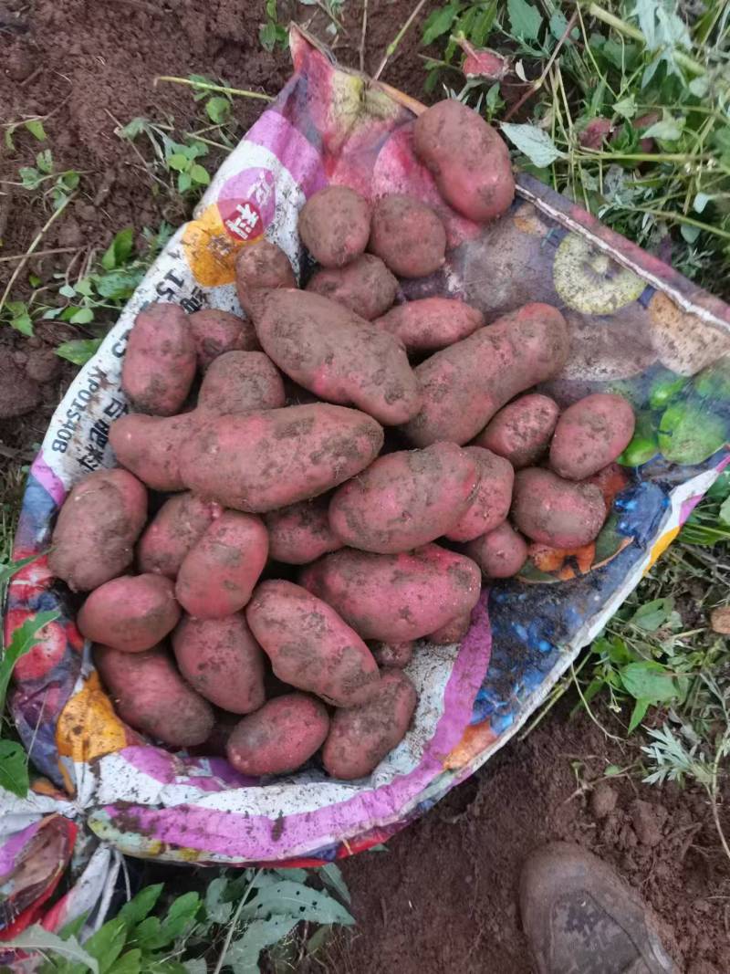 红皮土豆大量上市品质保证产地直发诚信经营欢迎咨询
