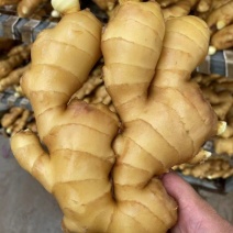 【推荐】生姜保质保量产地一手货源可视频看货欢迎选购
