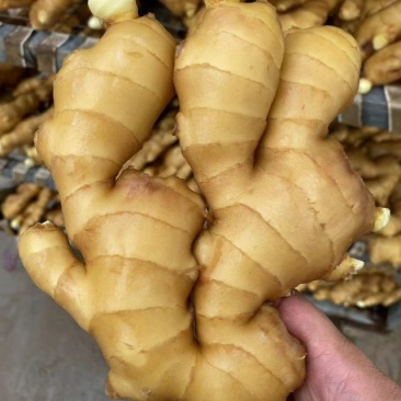 【推荐】生姜保质保量产地一手货源可视频看货欢迎选购