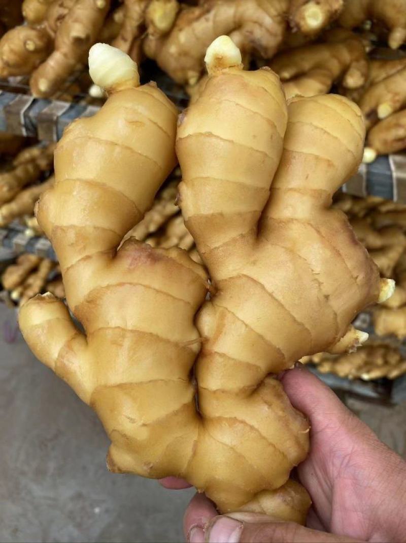 【推荐】生姜保质保量产地一手货源可视频看货欢迎选购