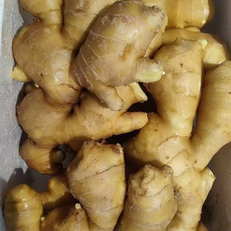 【推荐】生姜保质保量产地一手货源可视频看货欢迎选购
