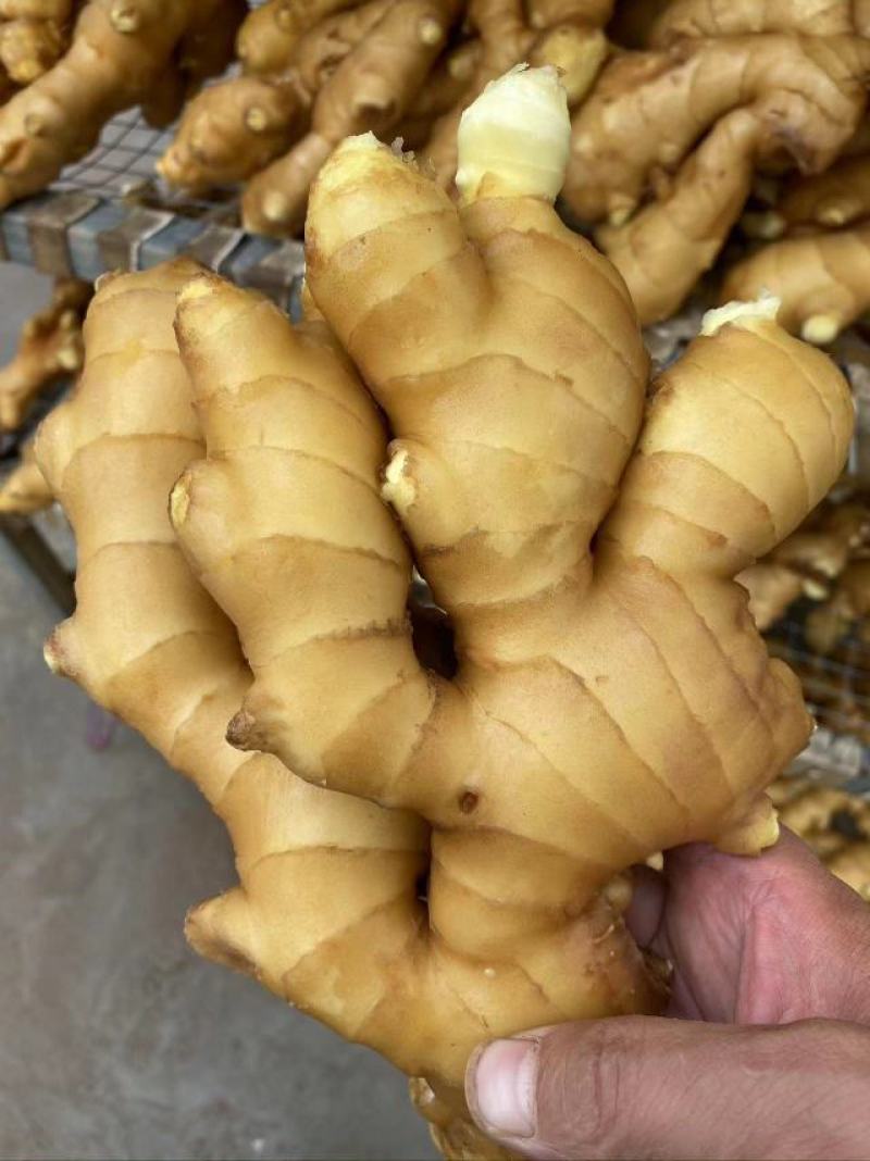 【推荐】生姜保质保量产地一手货源可视频看货欢迎选购