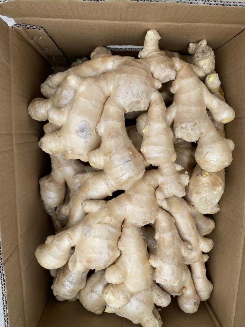 【推荐】生姜保质保量产地一手货源可视频看货欢迎选购