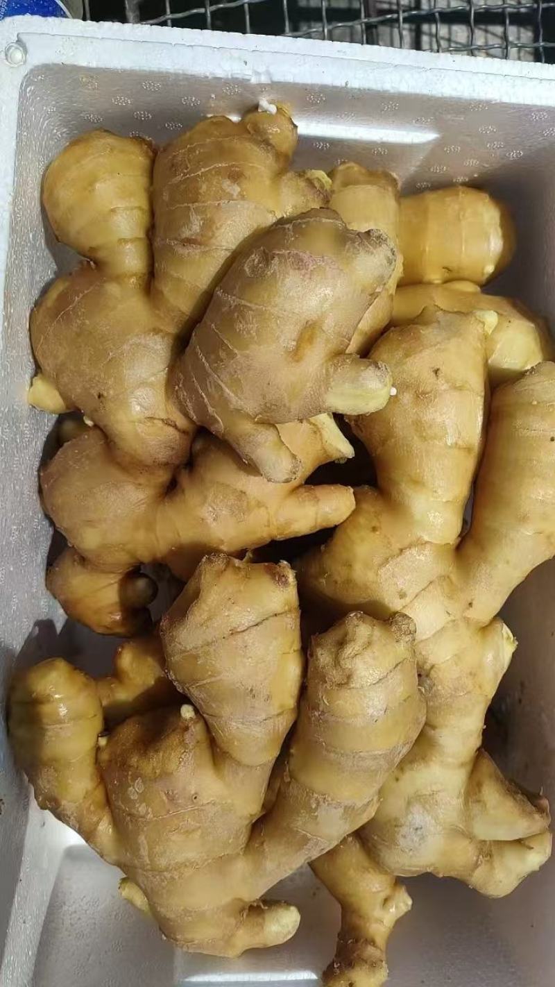 【推荐】生姜保质保量产地一手货源可视频看货欢迎选购