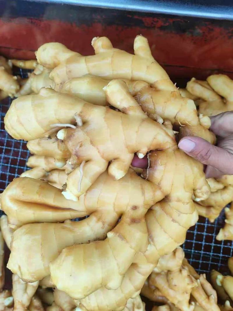 【推荐】生姜保质保量产地一手货源可视频看货欢迎选购