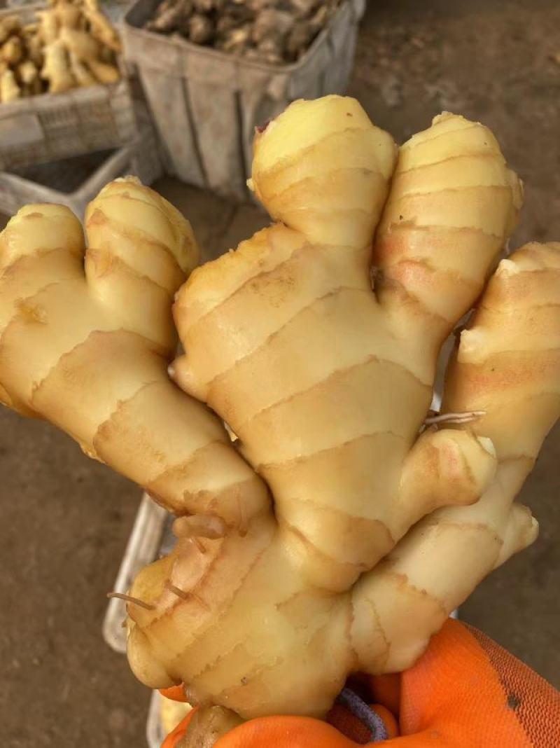 【推荐】生姜保质保量产地一手货源可视频看货欢迎选购