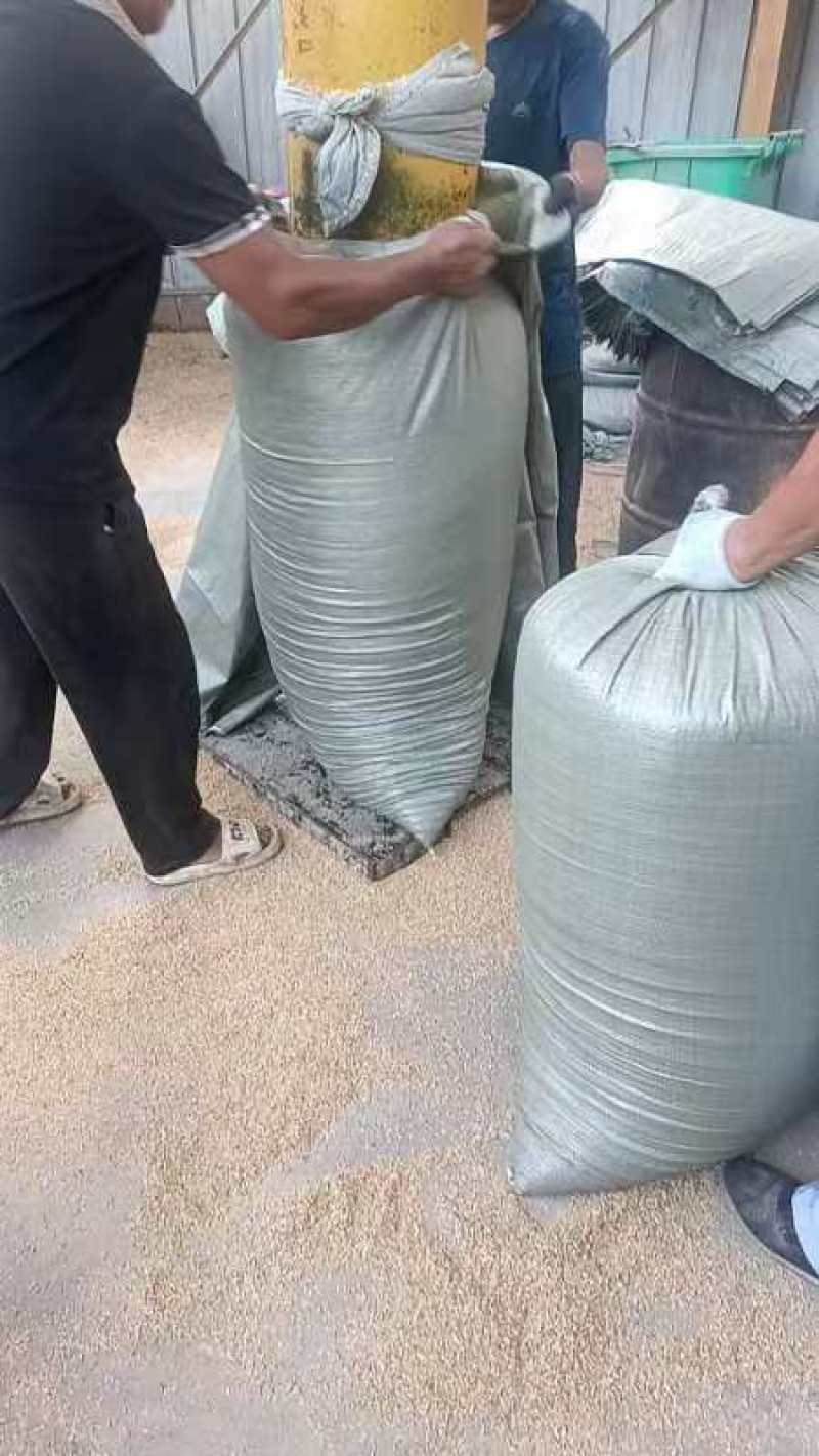 优质除尘散壳，压缩稻壳，货源稳定，长期供应