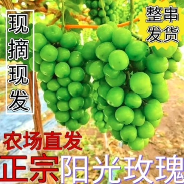 【一件代发】【批发】精品睛王葡萄阳光玫瑰发四川河南陕西河北