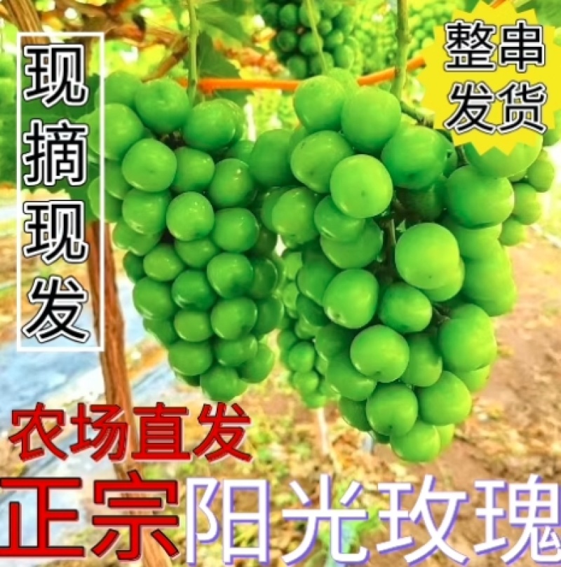 【一件代发】【批发】精品睛王葡萄阳光玫瑰发四川河南陕西河北