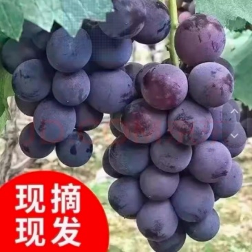 【一件代发】【批发】巨峰葡萄四川河南陕西重庆山东北京天津河北