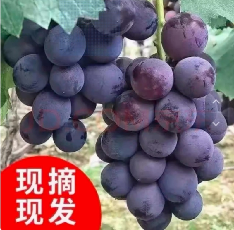 【一件代发】【批发】巨峰葡萄四川河南陕西重庆山东北京天津河北