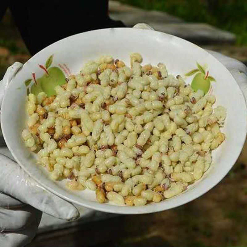 雄蜂蛹新鲜天然活体冷冻养殖蜜蜂蛹昆虫