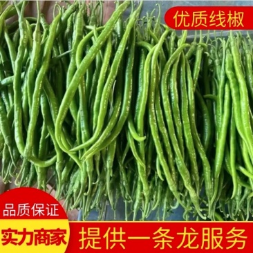 「精选」山东线椒大量供应代发全国各地品质保证
