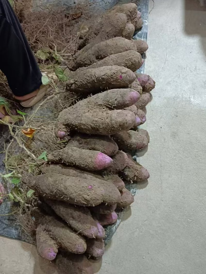 精品紫玉淮山药现挖先发产地一手货源供应全国欢迎订购