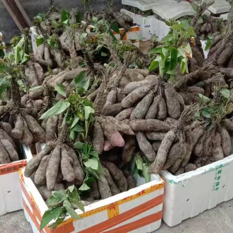 精品紫玉淮山药现挖先发产地一手货源供应全国欢迎订购