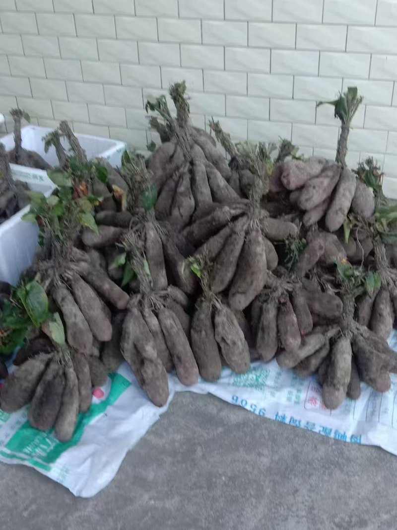 精品紫玉淮山药现挖先发产地一手货源供应全国欢迎订购