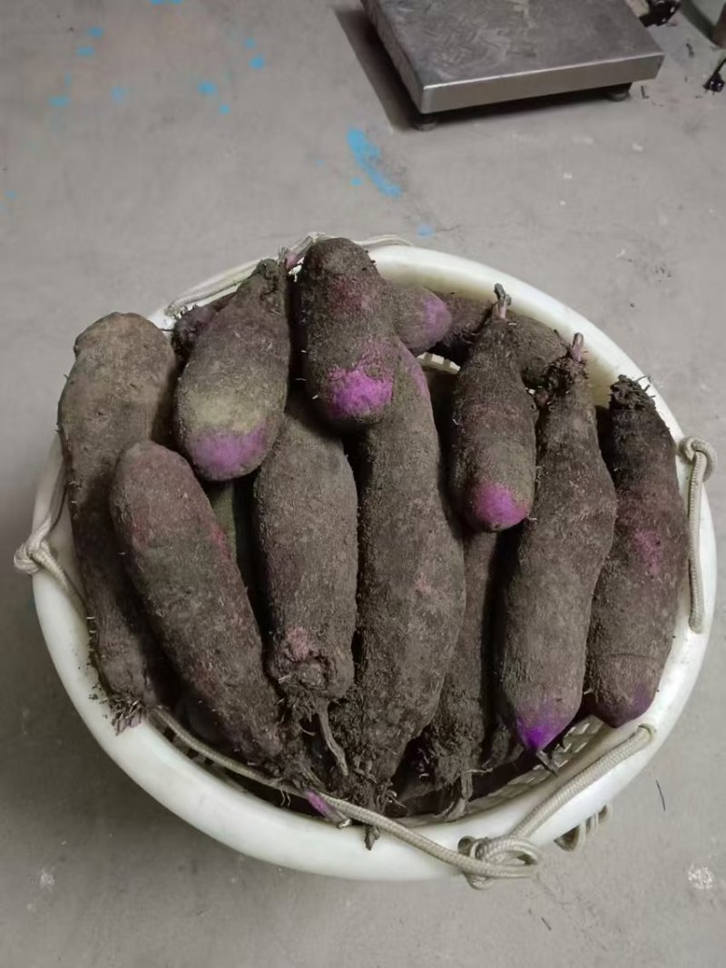 精品紫玉淮山药现挖先发产地一手货源供应全国欢迎订购
