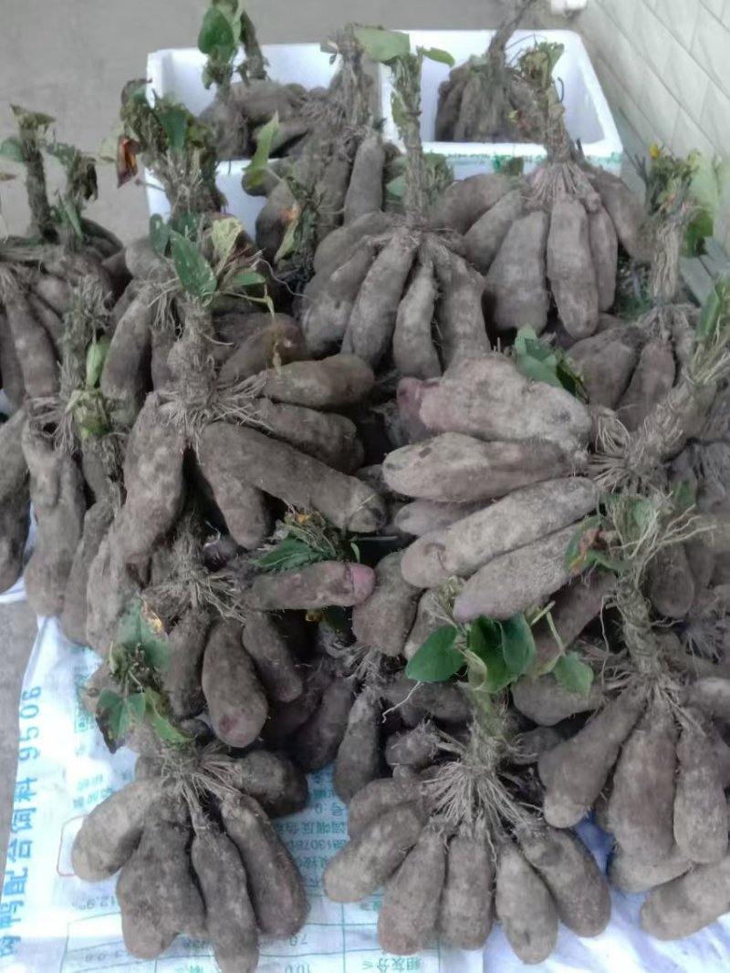 精品紫玉淮山药现挖先发产地一手货源供应全国欢迎订购