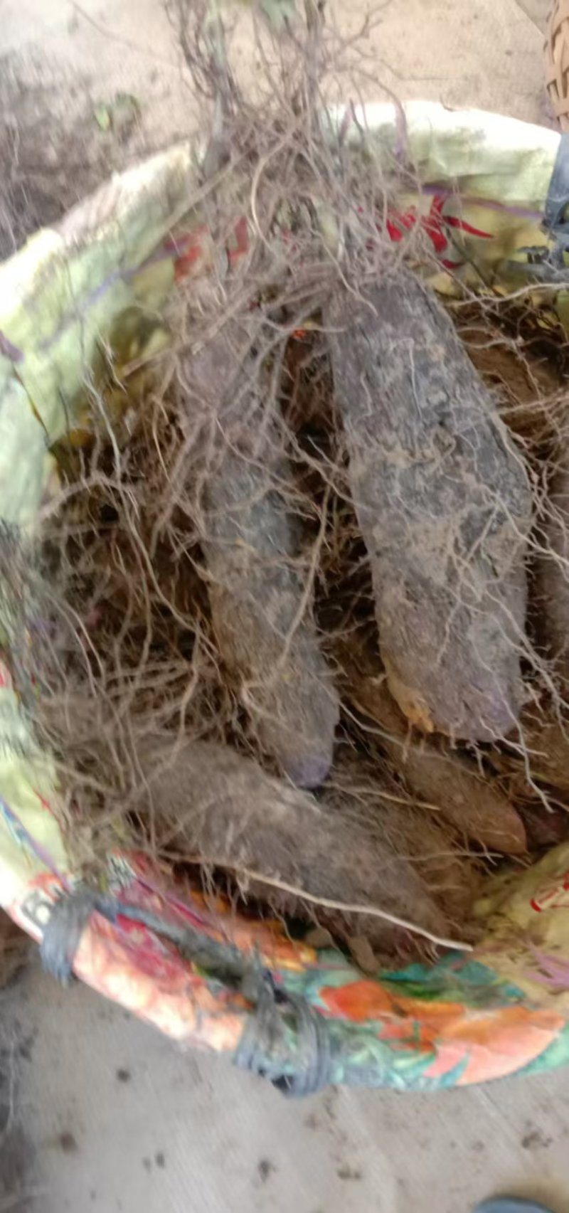 精品紫玉淮山药现挖先发产地一手货源供应全国欢迎订购