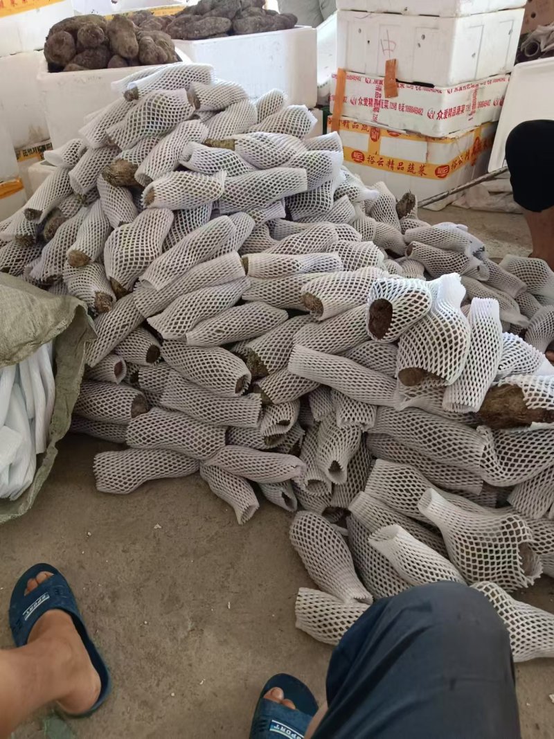 精品紫玉淮山药现挖先发产地一手货源供应全国欢迎订购
