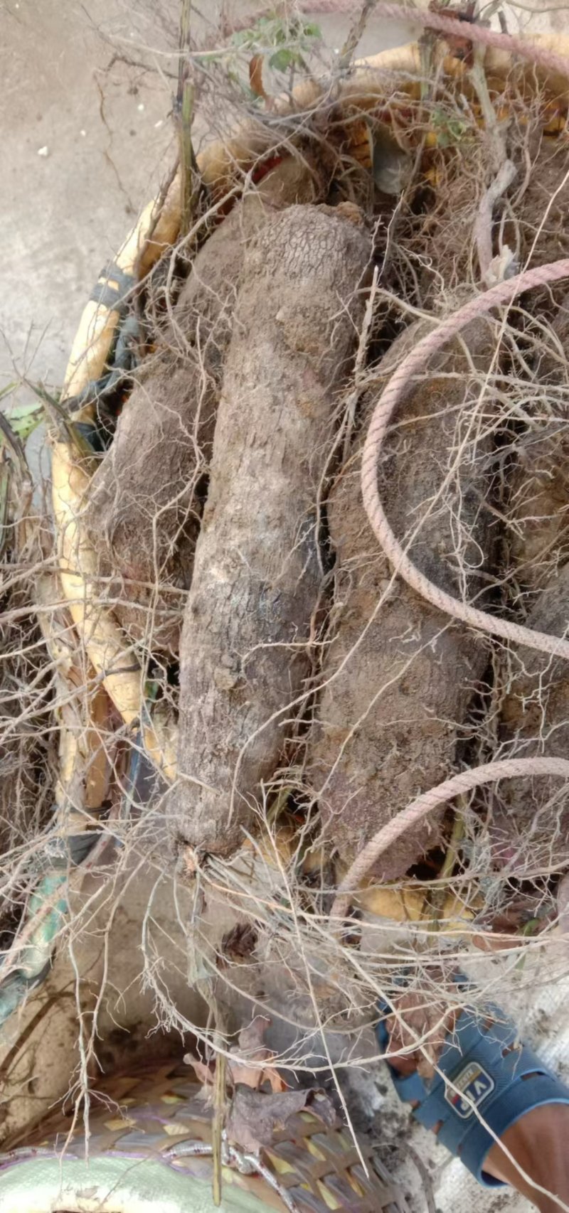 精品紫玉淮山药现挖先发产地一手货源供应全国欢迎订购