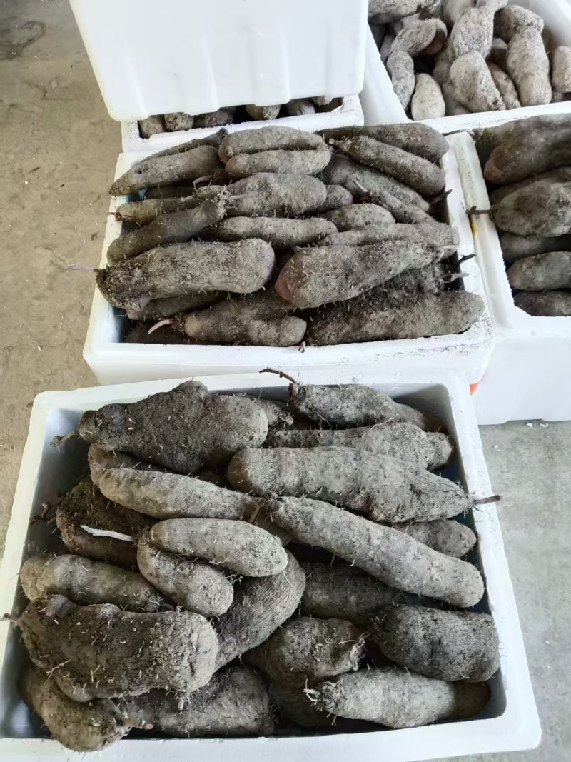 精品紫玉淮山药现挖先发产地一手货源供应全国欢迎订购