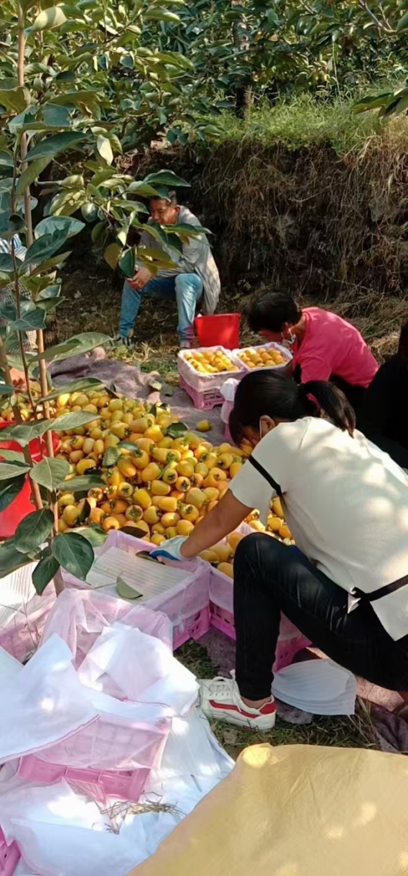 蒙阴黄柿子个头大一手货源产地直发可供商超市场批发