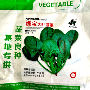 绿宝大叶菠菜种子杂交一代生长快尖圆叶产量高基地品种